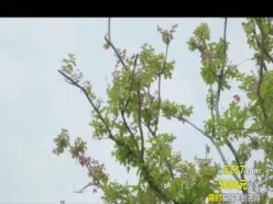 [中字]善良妈妈的朋友3HD[01:05:31]