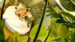 偷拍小伙泡风骚少妇，上位骑着啪啪响两个奶子还挺坚挺的[00:41:58]