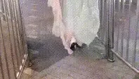 小仙女姐姐全程lo鞋站立后入小骚穴 平时乖巧的小妹妹，...